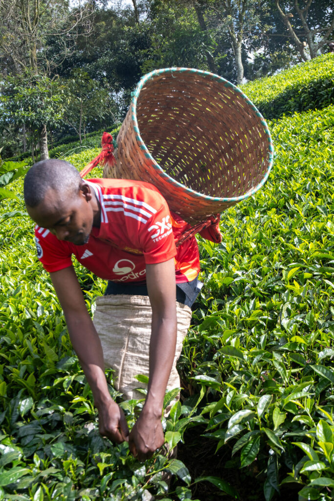 A farmer in Muranga county picks tea for Ikumbi tea factory